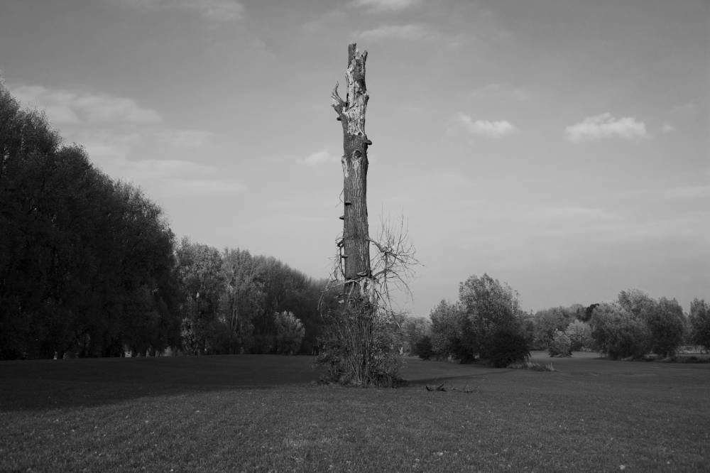 Baumstumpf